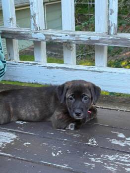 Kit -  Labrador Retriever Dog for Adoption in Duluth, Minnesota - Kit | PetCurious
