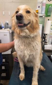 Panda -  Great Pyrenees Dog for Adoption in Mobile, Alabama - Panda | PetCurious