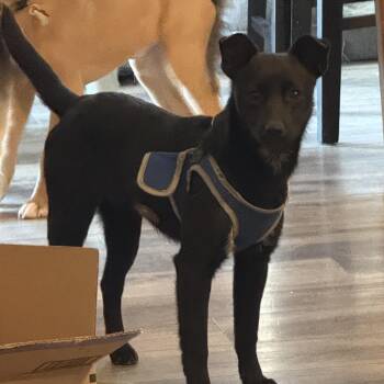 Chihuahua and Jack Russell Terrier Dogs Available for Adoption - Norma | PetCurious