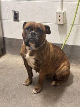 INEZ -  American Bulldog Dog for Adoption - INEZ | PetCurious