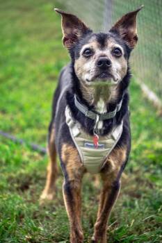 Vito -  Terrier Dog for Adoption in Valparaiso, Indiana - Vito | PetCurious