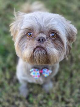 Rescue Shih Tzu Dogs for Adoption in Clovis, California - Chewie | PetCurious