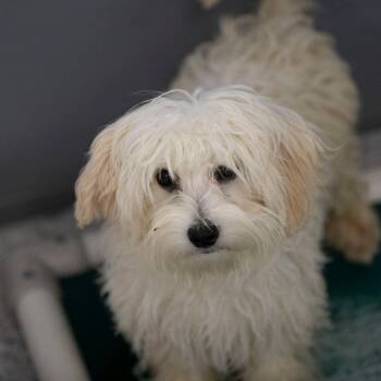 Buster (MY26-101) -  Coton De Tulear and None Dog for Adoption in Peyton, Colorado - Buster (MY26-101) | PetCurious