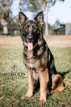 German Shepherd Dog Dogs Available for Adoption - Nova | PetCurious
