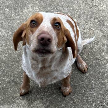 Beagle Dogs Available for Adoption in Dayton, Ohio - Bagel | PetCurious