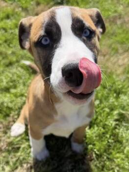 Bulldog Dogs Available for Adoption - Ayla | PetCurious