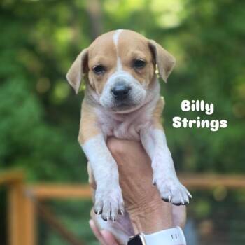 Remi -  Mixed Breed Dog for Adoption in Raleigh, North Carolina - Remi | PetCurious