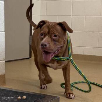 GINGER -  Pit Bull Terrier Dog for Adoption in Derwood, Maryland - GINGER | PetCurious