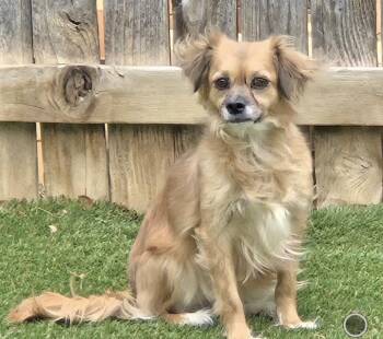 Spaniel Dogs Available for Adoption in Thornton, Colorado - Momma Pepper | PetCurious