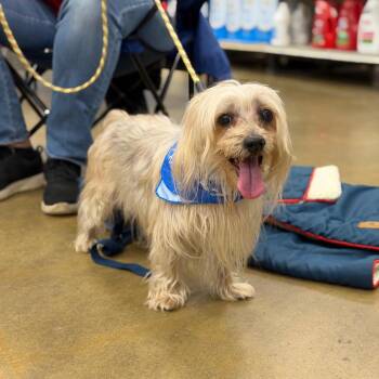 Maltese Dogs Available for Adoption in Waterford, New Jersey - ALFALFA | PetCurious