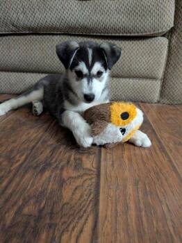 Rescue Siberian Husky Dogs for Adoption in Omaha, Nebraska - Sonic Silver | PetCurious