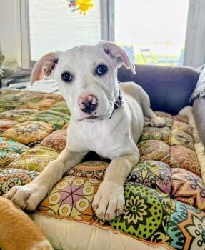 Juneau -  Labrador Retriever and Mixed Breed Dog for Adoption in Evergreen, Colorado - Juneau | PetCurious
