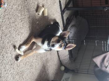 Clyde -  Shepherd Dog for Adoption in Dillsburg, Pennsylvania - Clyde | PetCurious