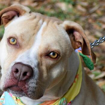 LUNA (150) -  American Staffordshire Terrier and Mixed Breed Dog for Adoption in Indiantown, Florida - LUNA (150) | PetCurious