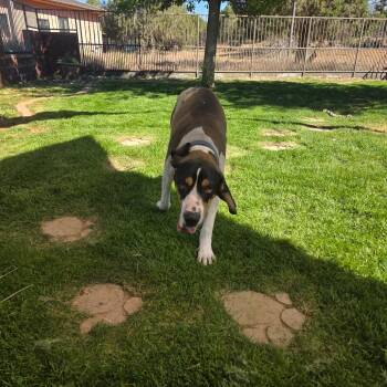 Malcom -  Hound and Mixed Breed Dog for Adoption in Kanab, Utah - Malcom | PetCurious