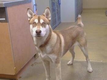 FRANKLIN -  Siberian Husky and Mixed Breed Dog for Adoption in Sacramento, California - FRANKLIN | PetCurious
