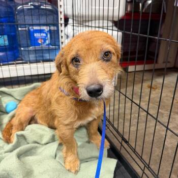 Laurel -  Mixed Breed Dog for Adoption in Jefferson City, Tennessee - Laurel | PetCurious