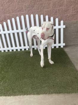Great Dane Dogs Available for Adoption - JOKER | PetCurious