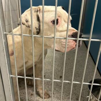 Mixed Breed Dogs Available for Adoption in Nashville, North Carolina - DARLA  Available NOW - ADOPTION Or RESCUE! | PetCurious