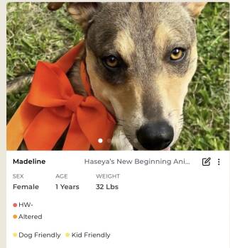 Rescue Mixed Breed Dogs for Adoption in Rayne, Louisiana - Madeline | PetCurious