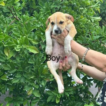 Oriole -  Shepherd Dog for Adoption in Chicago, Illinois - Oriole | PetCurious