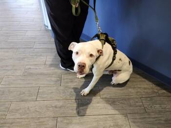 ARTHUR -  Staffordshire Bull Terrier Dog for Adoption in St. Louis, Missouri - ARTHUR | PetCurious
