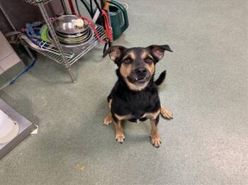 BUTKUS -  Mixed Breed Dog for Adoption in Santa Fe, New Mexico - BUTKUS | PetCurious