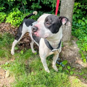 Rescue Pit Bull Terrier Dogs for Adoption in Lyndhurst, Virginia - Scout | PetCurious