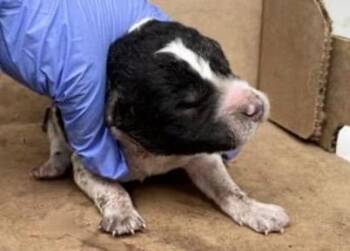 Pit Bull Terrier Dogs Available for Adoption in Houston, Texas - A654946 | PetCurious