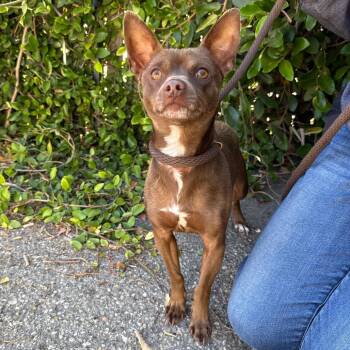 Drew -  Chihuahua and Mixed Breed Dog for Adoption in Goleta, California - Drew | PetCurious