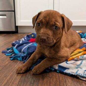 Rubble -  Pointer and Pit Bull Terrier Dog for Adoption in Brockport, New York - Rubble | PetCurious