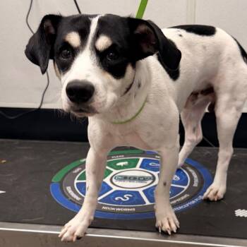 Jesus -  Jack Russell Terrier and Mixed Breed Dog for Adoption in Tampa, Florida - Jesus | PetCurious