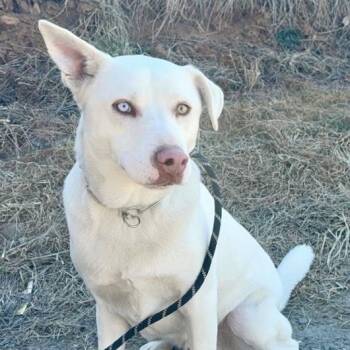 Labrador Retriever and Husky Dogs Available for Adoption - Percy | PetCurious