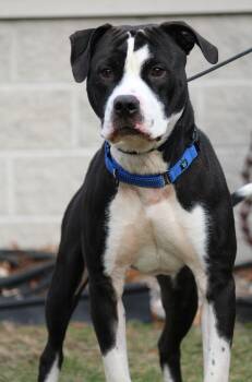 Rescue Pit Bull Terrier Dogs for Adoption in Portage, Wisconsin - Comet | PetCurious