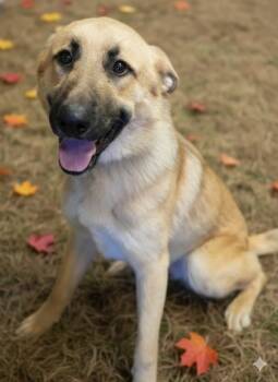 Rescue Anatolian Shepherd and Mixed Breed Dogs for Adoption in Bowling Green, Kentucky - Goofy | PetCurious