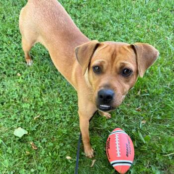 Mixed Breed Dogs Available for Adoption in Asheville, North Carolina - Heyo | PetCurious