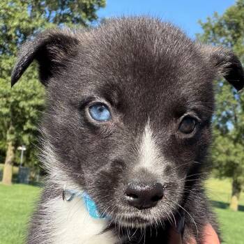 Clairee - lt blue -  Border Collie and Black Labrador Retriever Dog for Adoption in Greenfield, Indiana - Clairee - Lt Blue | PetCurious