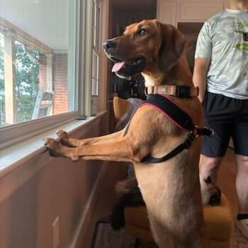 Honeysuckle -  Hound Dog for Adoption in Harrisonburg, Virginia - Honeysuckle | PetCurious
