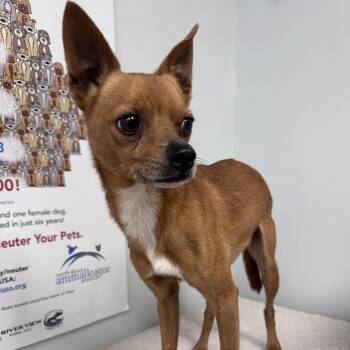 Cord -  Chihuahua Dog for Adoption in Erie, Pennsylvania - Cord | PetCurious
