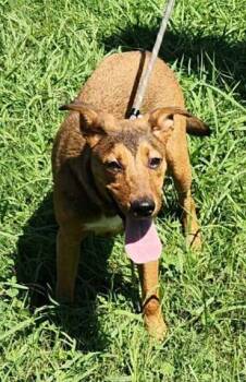 Rescue Labrador Retriever and Mixed Breed Dogs for Adoption in Morristown, New Jersey - Violet | PetCurious