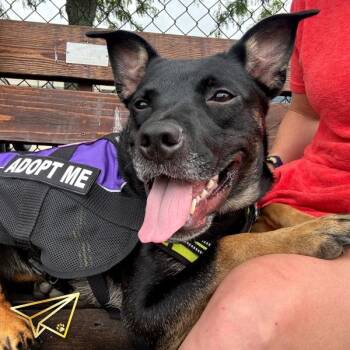 Zanaree -  Terrier Dog for Adoption in Des Moines, Iowa - Zanaree | PetCurious