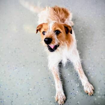 Mixed Breed Dogs Available for Adoption - Maxwell | PetCurious