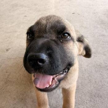 ANN -  Mastiff and Shar Pei Dog for Adoption in Quitman, Texas - ANN | PetCurious