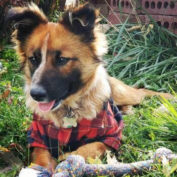 Koda -  Cattle Dog and Sheep Dog Dog for Adoption in Idaho Falls, Idaho - Koda | PetCurious