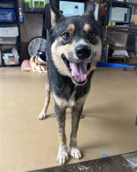 A273511 -  Australian Cattle Dog Blue Heeler and Siberian Husky Dog for Adoption in Chula Vista, California - A273511 | PetCurious