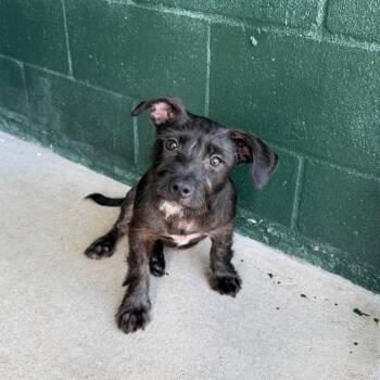 Booboo Bear -  Dachshund and Terrier Dog Available for Adoption in Carencro, Louisiana - Booboo Bear | PetCurious