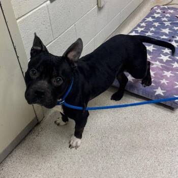 Mixed Breed Dogs Available for Adoption in Murray, Utah - King | PetCurious