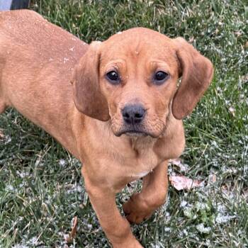 Mixed Breed Dogs Available for Adoption - Olympic Pup: FloJo | PetCurious
