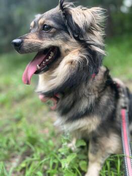 Jasmine -  Mixed Breed Dog for Adoption in Richmond, British Columbia - Jasmine | PetCurious