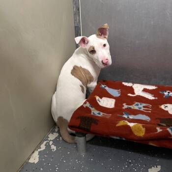 American Staffordshire Terrier Dogs Available for Adoption in Logan, Utah - Wilbur | PetCurious